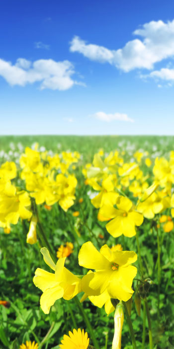 field of flowers