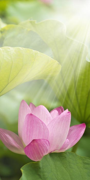 single flower