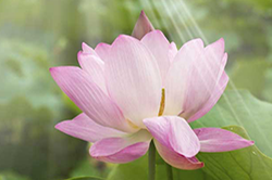 Pink locus flower