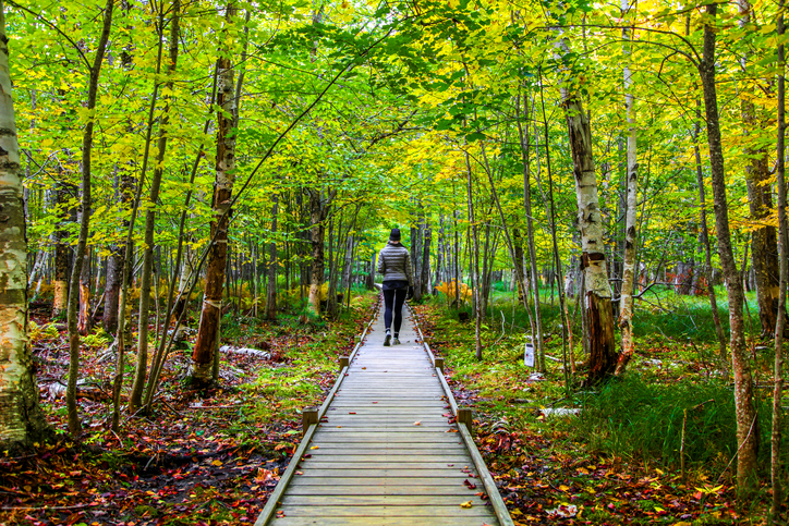 Female hiker on trail wooden footpath among the fall foliage